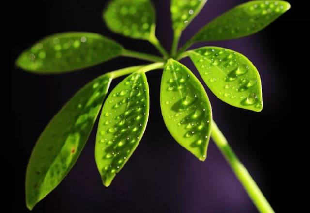 保健酒饮用小知识‘泛亚电竞平台’(图1) 泛亚电竞