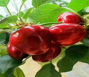 “泛亚电竞平台”破壁灵芝孢子粉厂家 增强免疫力(图1) 泛亚电竞平台