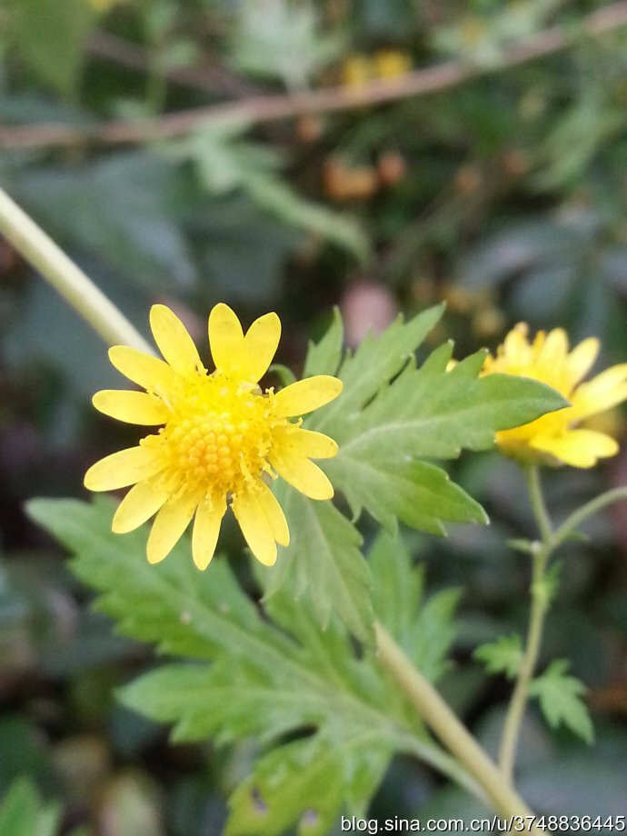 马桶MT下载量过多致服务器超载 官方回应|泛亚电竞官网(图2) 泛亚电竞平台